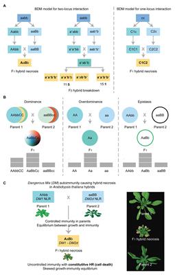 Frontiers | Hybrid Incompatibility of the Plant Immune System: An